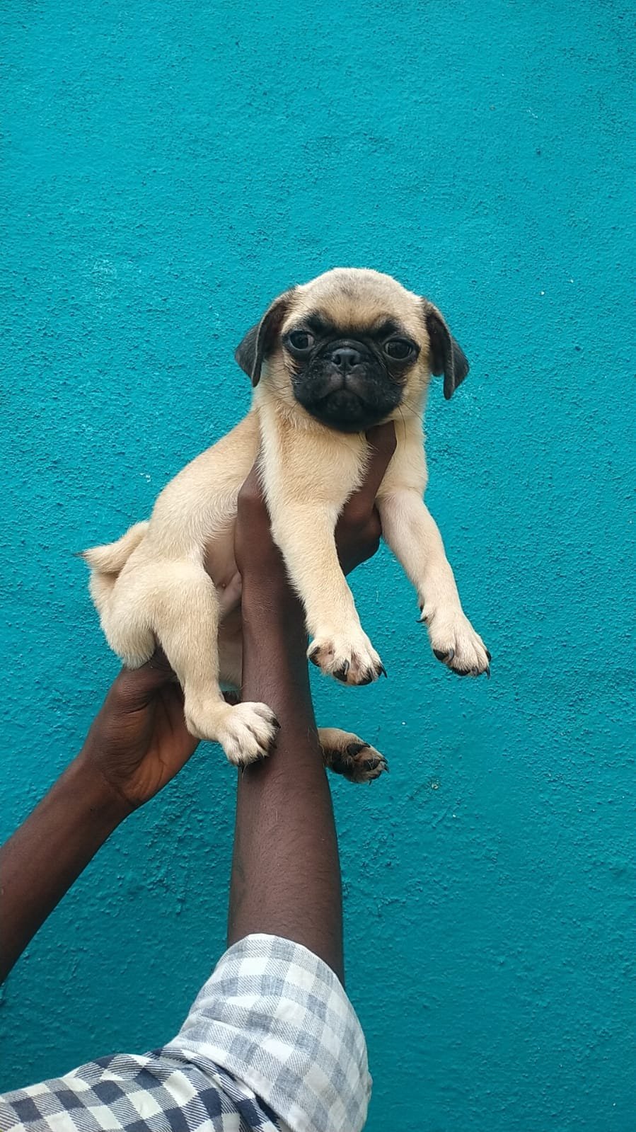 Purchase KCI Registered Pug Puppy from  India